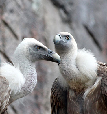 Griffon vultures - Uvac